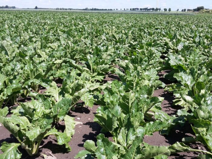 gaec6, gaec7, normy, zmianowanie, okrywa ochronna gleby, interpretacje, mrirw