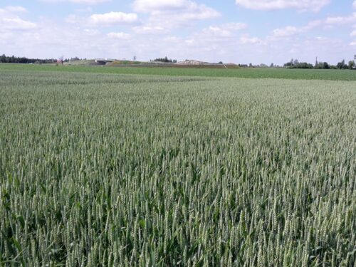 uprawy, jare, ozime, ocena plantacji, gus