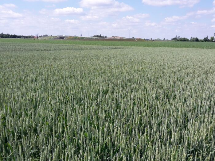 uprawy, jare, ozime, ocena plantacji, gus