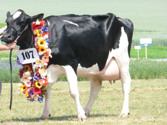 pfhbipm, producenci mleka, mleko, wydajność, wystawa, opolagra