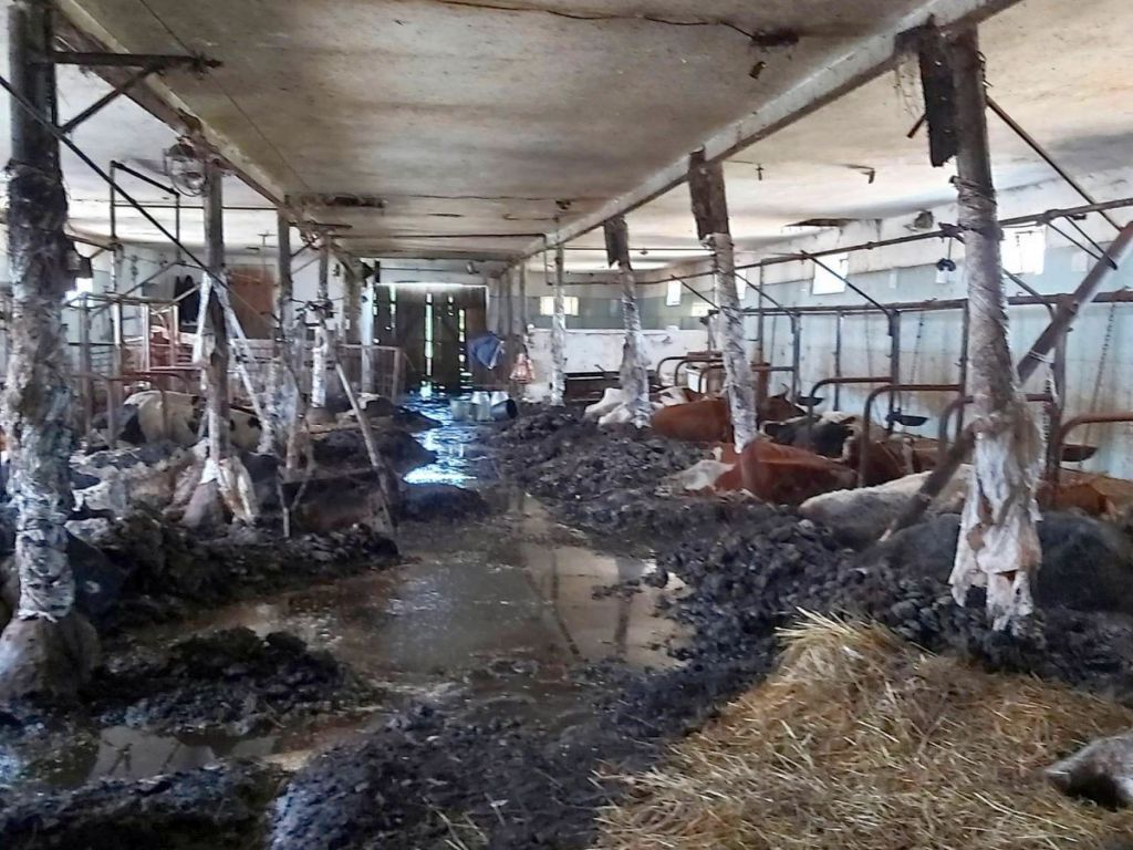 kpp sejny, gospodarstwo, martwe bydło, znęcanie się, zarzuty