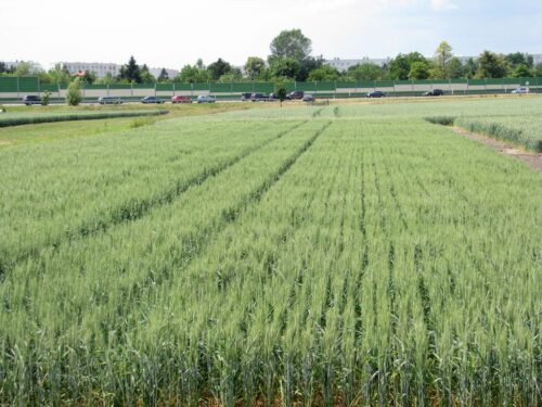 izba zbożowo-paszowa, zboże, ceny, podaż, rynek, skup