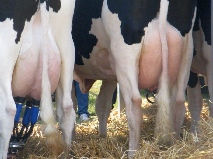 ceny, mleko, skup, pomoc, krowy mleczne, krir, samorząd rolniczy