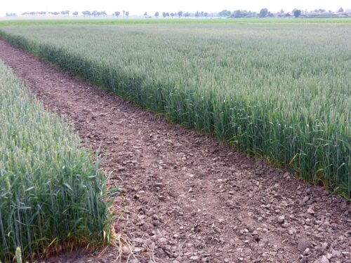 minister, telus, pomoc wojenna, wsparcie, dopłaty, ryczałt, ekoschematy