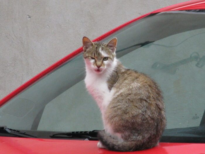 chiny, koty, mięso, sprzedaż, handel, wieprzowina, baranina