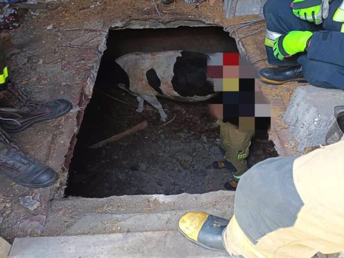 krowa, piwnica, pomoc strażaków, osp dąbie