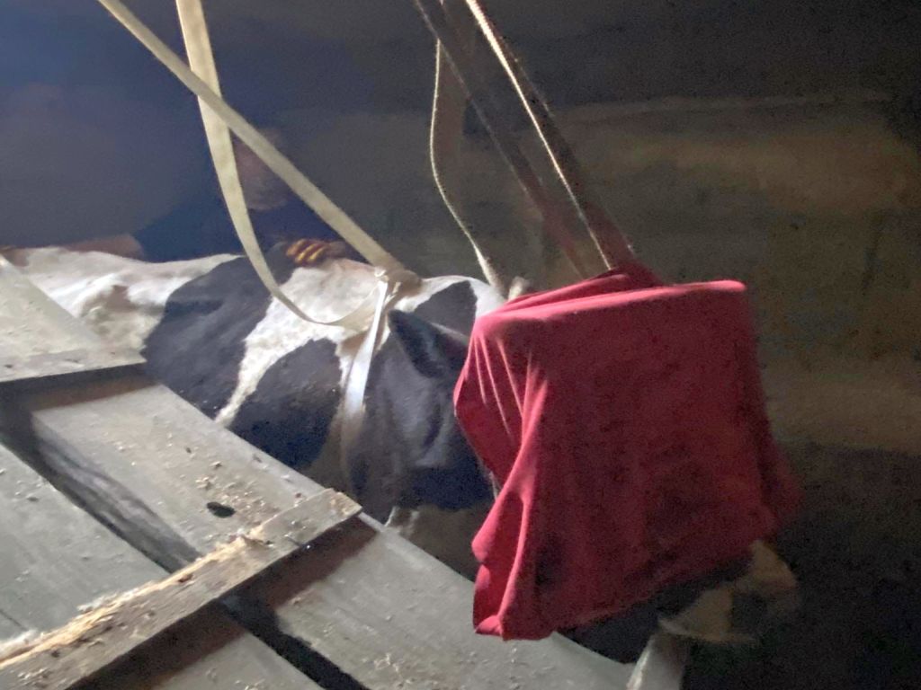 krowa, piwnica, pomoc strażaków, osp dąbie