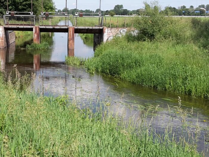 badania, pan, roślinność, woda, kanał rolniczy