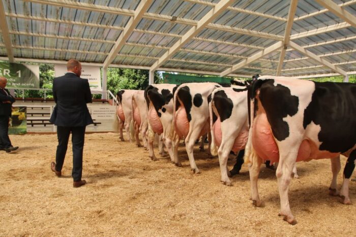 wystawa bydła, Sielinko, bydło mleczne, bydło mięsne czempion, superczempion, krowy, jałówki, buhaje, hodowcy bydła