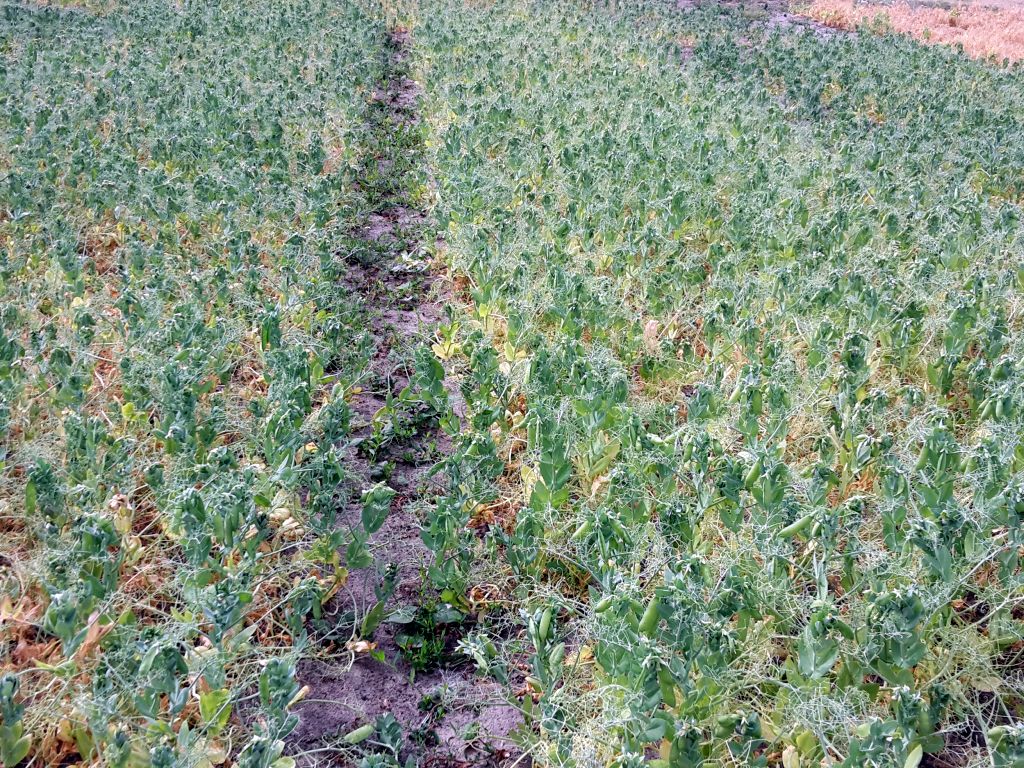 arimr, materiał siewny, dopłaty, pomoc wojenna, nabór, wnioski