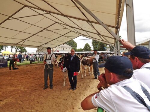 Sitno, wystawa w Sitnie, bydło mleczne, bydło mięsne, zwierzęta gospodarskie, maszyny rolnicze, limousine, angus