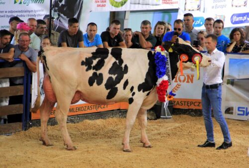 wystawa zwierząt hodowlanych, Szepietowo, bydło mleczne, czempiony,