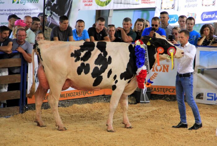 wystawa zwierząt hodowlanych, Szepietowo, bydło mleczne, czempiony,
