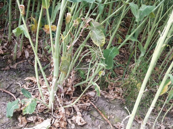 mrirw, resort rolnictwa, susza, susza rolnicza, szacowanie, szkody, straty, aplikacja suszowa