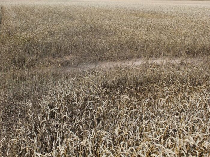 iung, raport, susza, uprawy jare, uprawy ozime, kbw