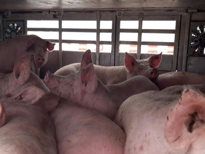 rada ministrów, rząd, rozporządzenie, pomoc, hodowla świń, materiał siewny