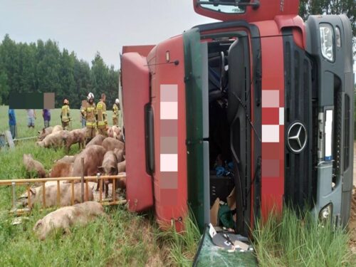 kp psp siemiatycze, wypadek, wywrócona ciężarówka, świnie, transport trzody
