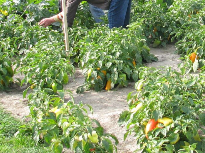 krus, kasa, pomocnik rolnika, ukraina, pobyt, legalność