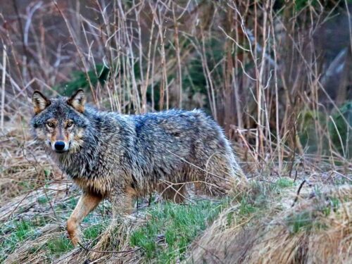 wilk, rdos, ekspert, odstrzał