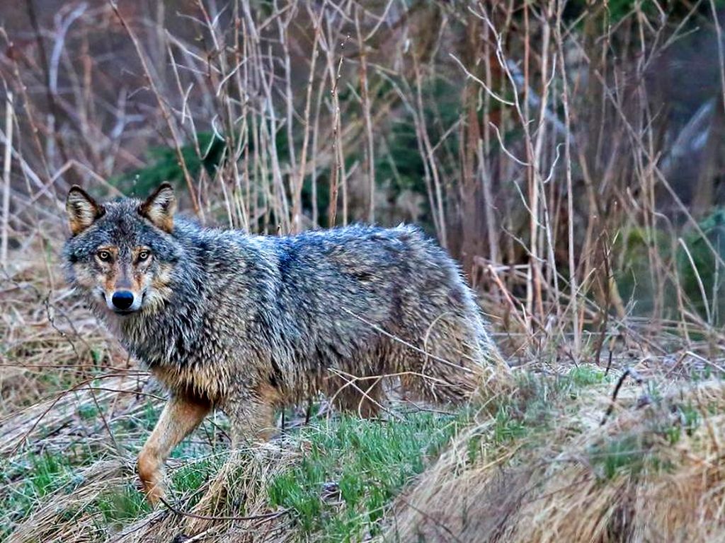 wilk, rdos, ekspert, odstrzał