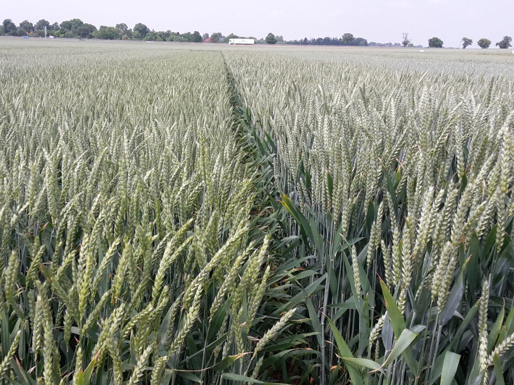 parlament, zakaz, zboże, ukraina, bułgaria