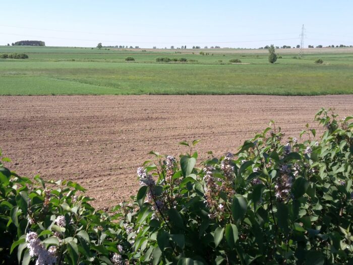 zalesienie, samosiewy, użytek rolny, samorząd rolniczy, resort rolnictwa, zakrzaczenia