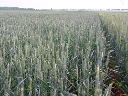 minister, telus, pomoc, zboże, dopłata, rolnicy