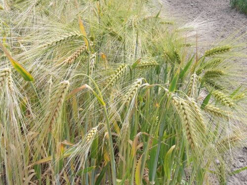 rzeczpospolita, minister, telus, zboże, żniwa