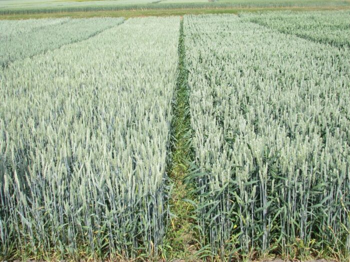 wir, wielkopolska izba rolnicza, zboże, pszenica, dopłaty, kolejność, arimr