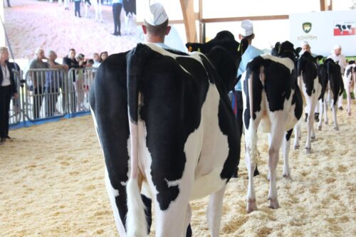 Regionalna Kujawsko-Pomorska Wystawa Zwierząt Hodowlanych, Agro-Tech, Minikowo, krowy mleczne, jałówki, bydło mleczne