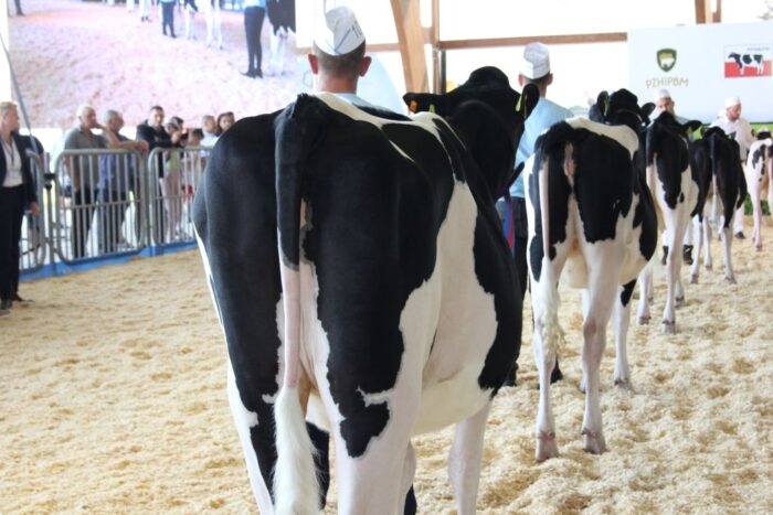 Regionalna Kujawsko-Pomorska Wystawa Zwierząt Hodowlanych, Agro-Tech, Minikowo, krowy mleczne, jałówki, bydło mleczne