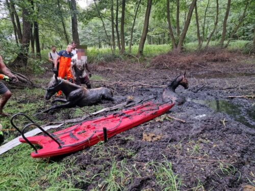 kp psp słupca, akcja ratownicza, konie, bagno, wyciąganie