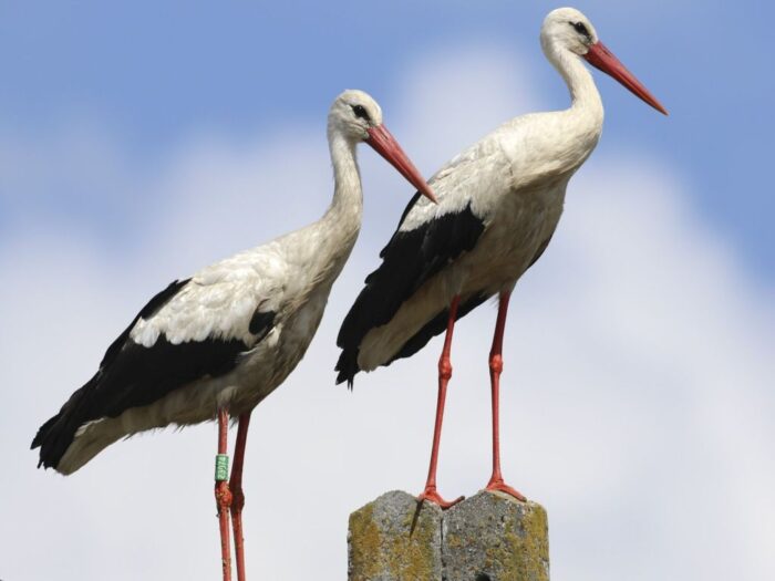 bocian, gniazda, kampinowski park narodowy, susza