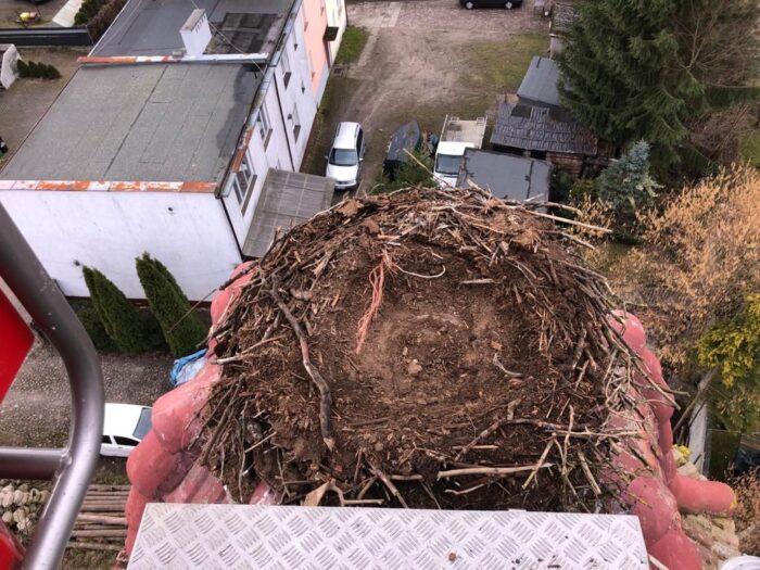 łotwa, sąd, bocian, gniazdo, skazany