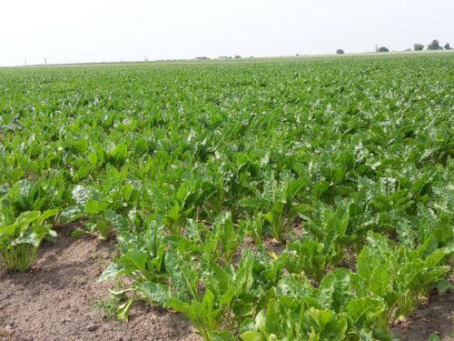 pfeifer langen polska, uokik, buraki, uprawy, nasiona