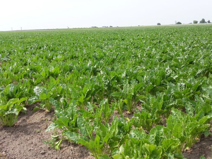 pfeifer langen polska, uokik, buraki, uprawy, nasiona