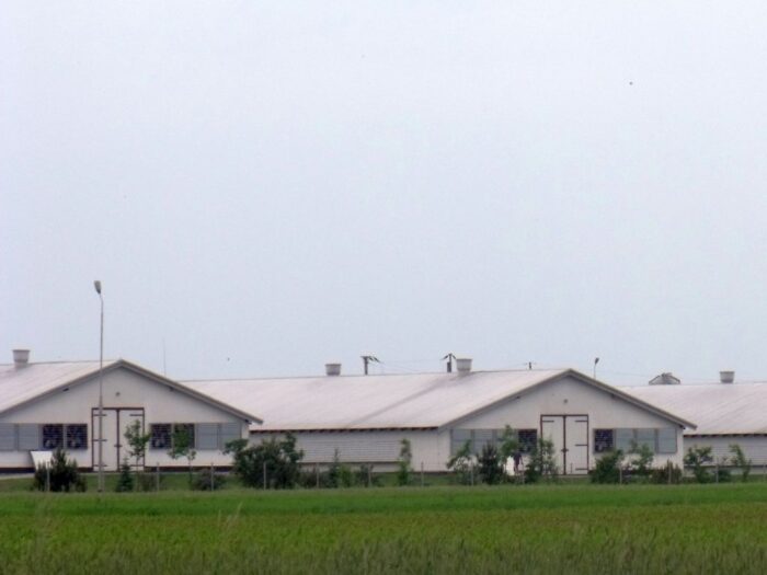 podlasie, inspekcja weterynaryjna, rzekomy pomór drobiu, choroba, wirus, drób