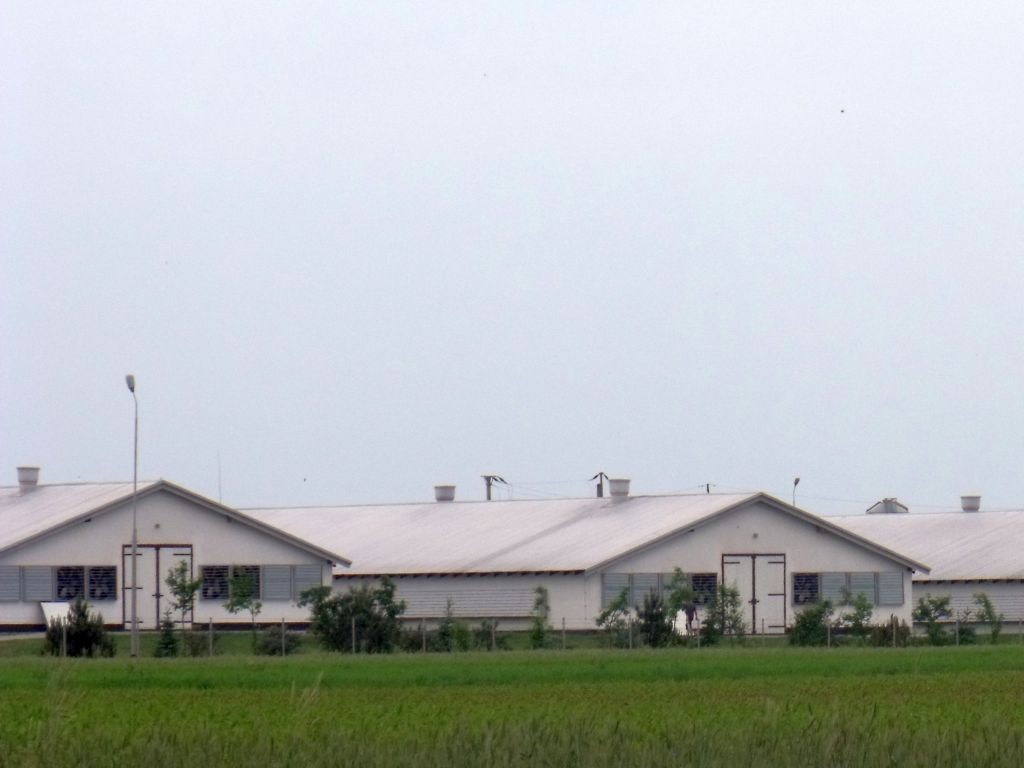 podlasie, inspekcja weterynaryjna, rzekomy pomór drobiu, choroba, wirus, drób