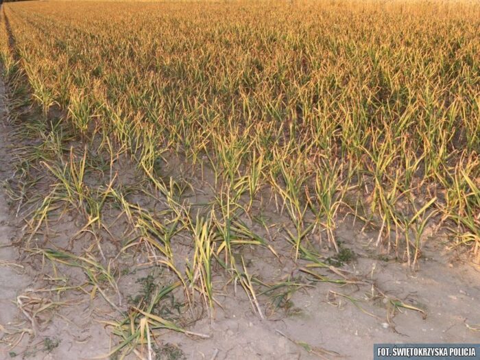 kpp jędrzejów, kradzież, pole, warzywa, czosnek