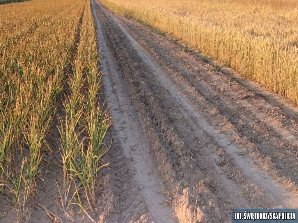 kpp jędrzejów, kradzież, pole, warzywa, czosnek