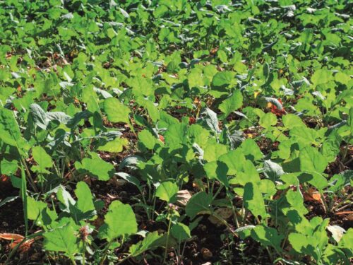 rzepak, rzepak ozimy