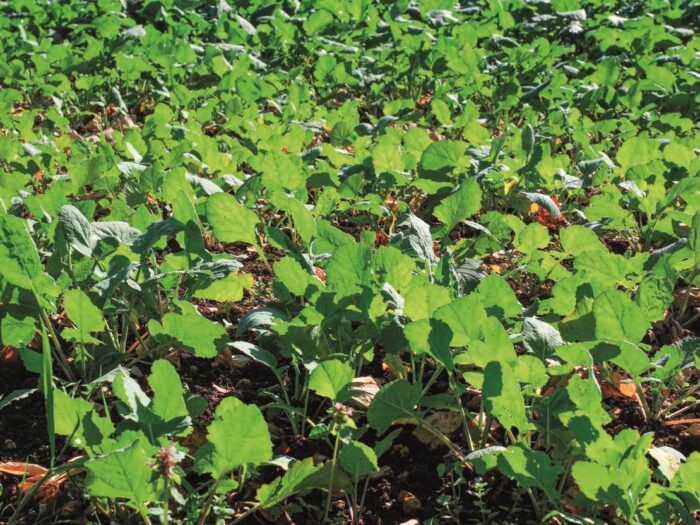 rzepak, rzepak ozimy