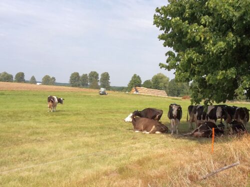 mleko, skup, ceny, bydło mleczne, hodowcy, dopłaty, samorząd rolniczy, mrirw
