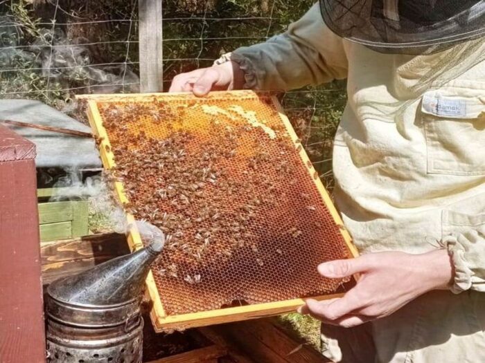 pszczoły, rodziny pszczele, dofinansowanie, przezimowanie, arimr