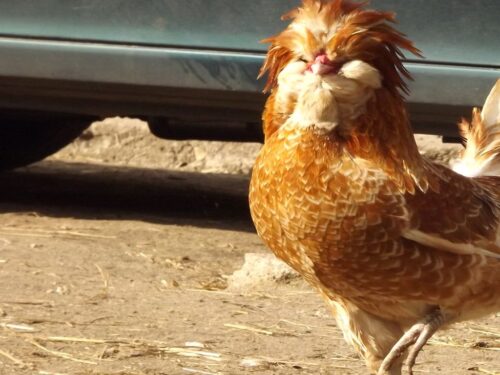 krajowa rada drobiarstwa, krd, mięso, drób, ptasia grypa, koty