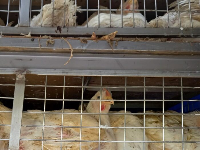 drób, eksport, blokada, ukraina, polska, minister, telus