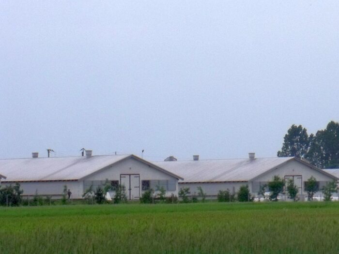 rzekomy pomór drobiu, ognisko, inspekcja weterynaryjna, minister, telus, drób, eksport, ukraina