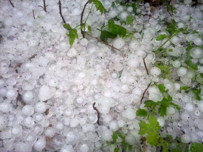 minister, krir, izby rolnicze, samorząd rolniczy, dopłaty, ubezpieczenie, sady, grad