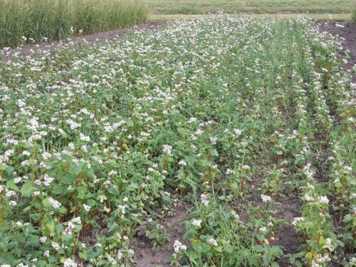 minister, telus, dopłaty, zboże, pszenica, gryka, kukurydza