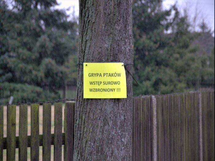 ptasia grypa, program, nadzór, zwierzęta